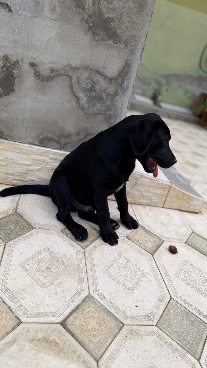 Labrador Retriver — Köpəklər, Mingəçevir (5)