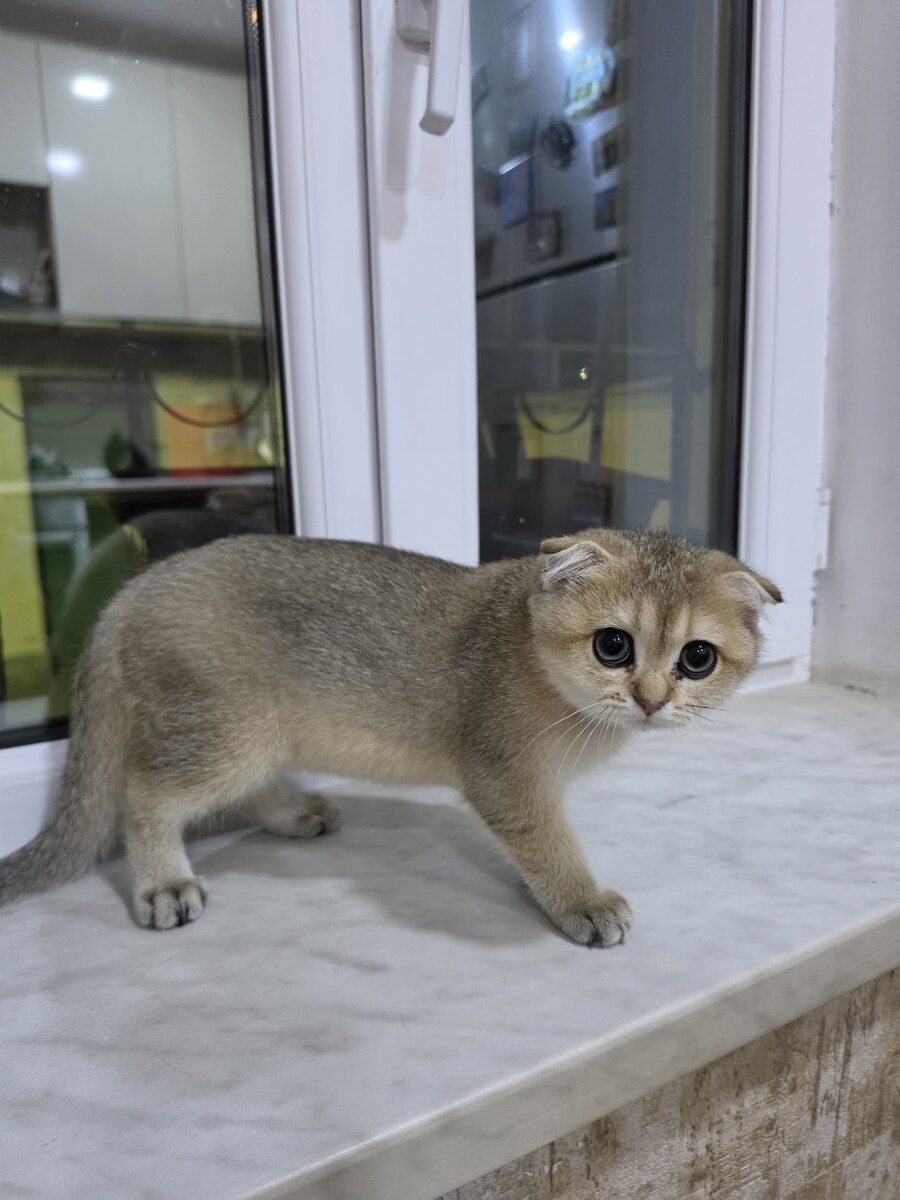 Qızılı şinşilla pişiyi balası — Pişiklər, Bakı