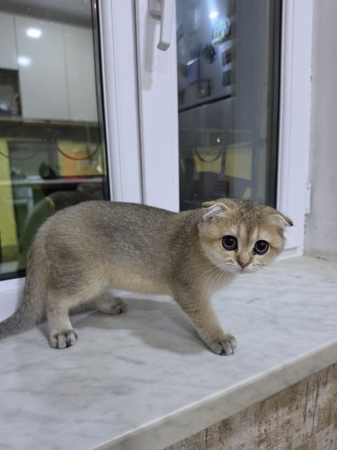 Qızılı şinşilla pişiyi balası — Bakı