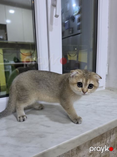 Qızılı şinşilla pişiyi balası — Bakı