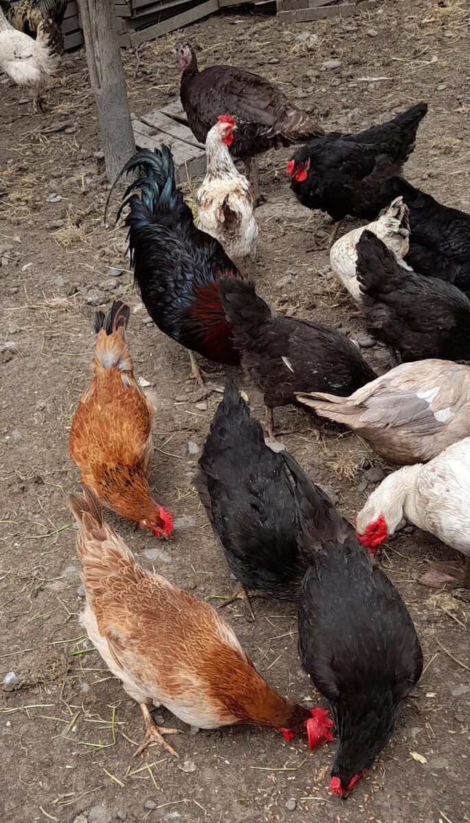 Mayalı kənd toyuğu yumurtaları — Quşlar, Xaçmaz (6)