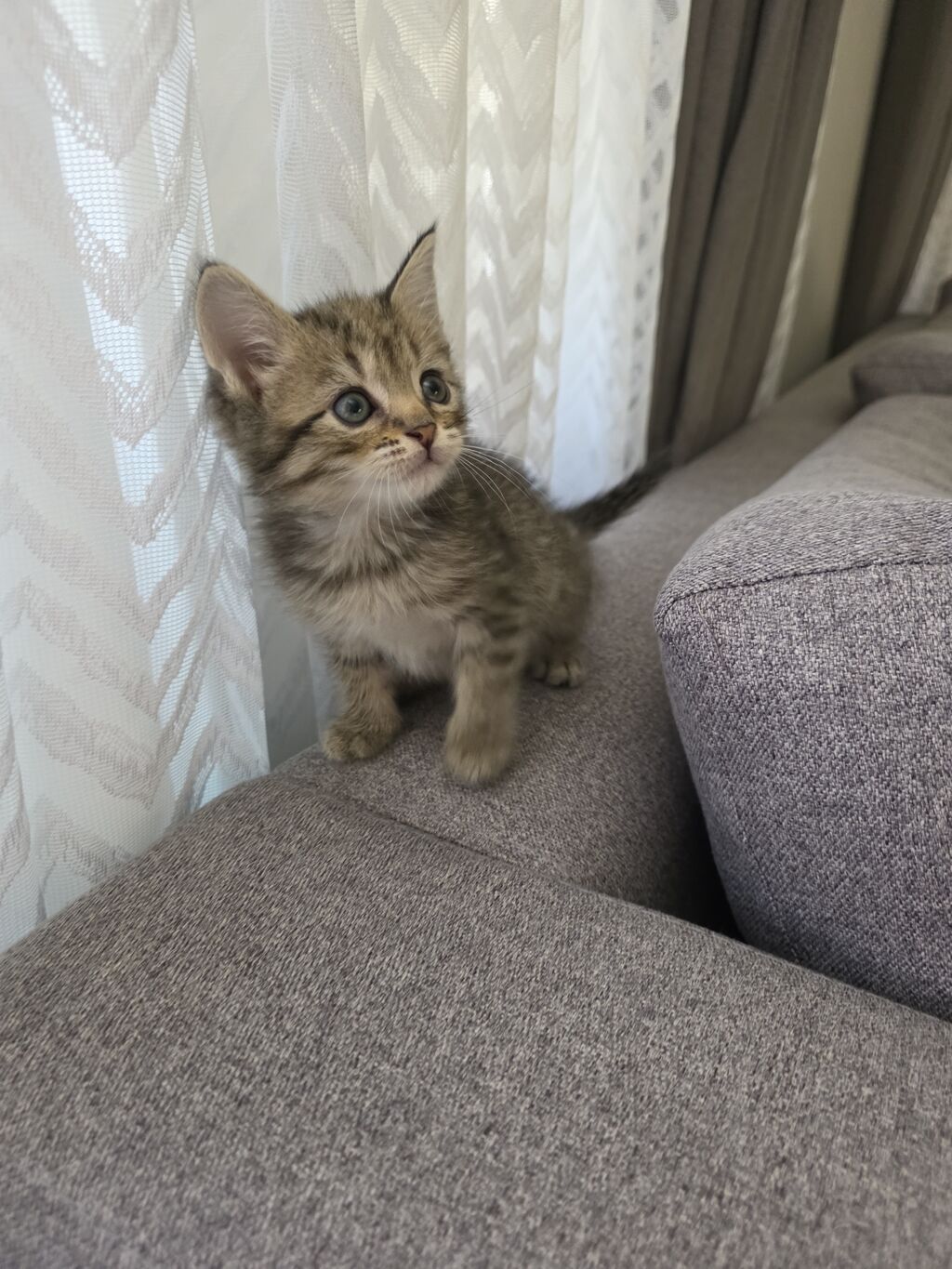 Britan, Erkək, Ünvandan götürmə, Ödənişli çatdırılma — Pişiklər, Bakı (4)