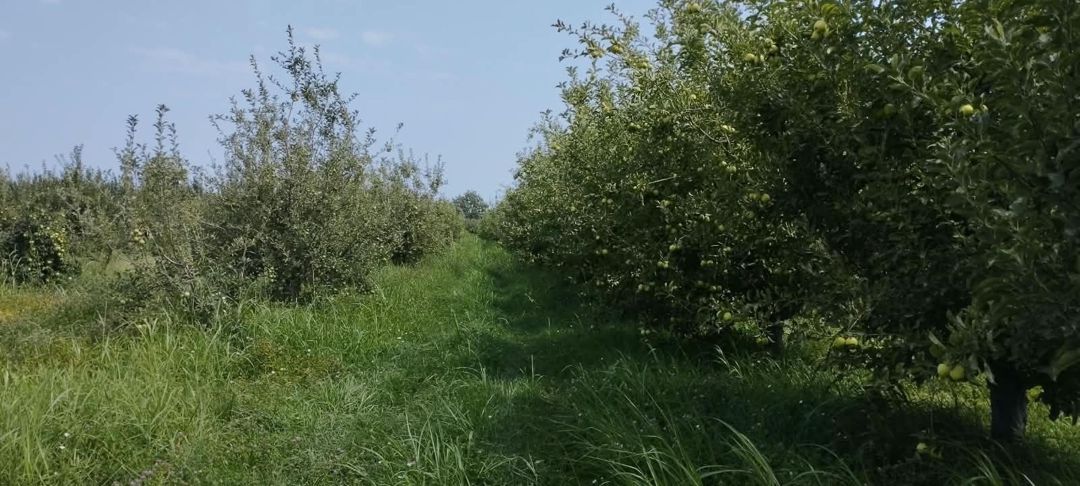 Satılır torpaq 115 sot — Torpaq, Quba (4)