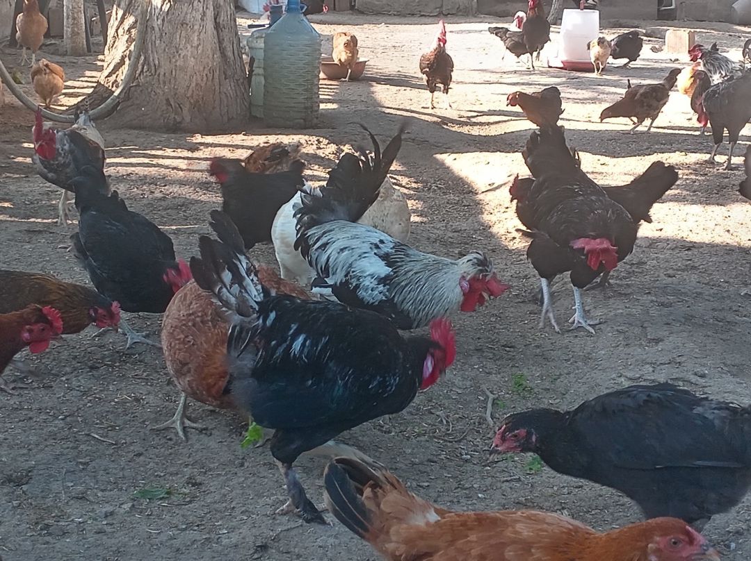 Xoruzlar — Quşlar, Bakı (3)