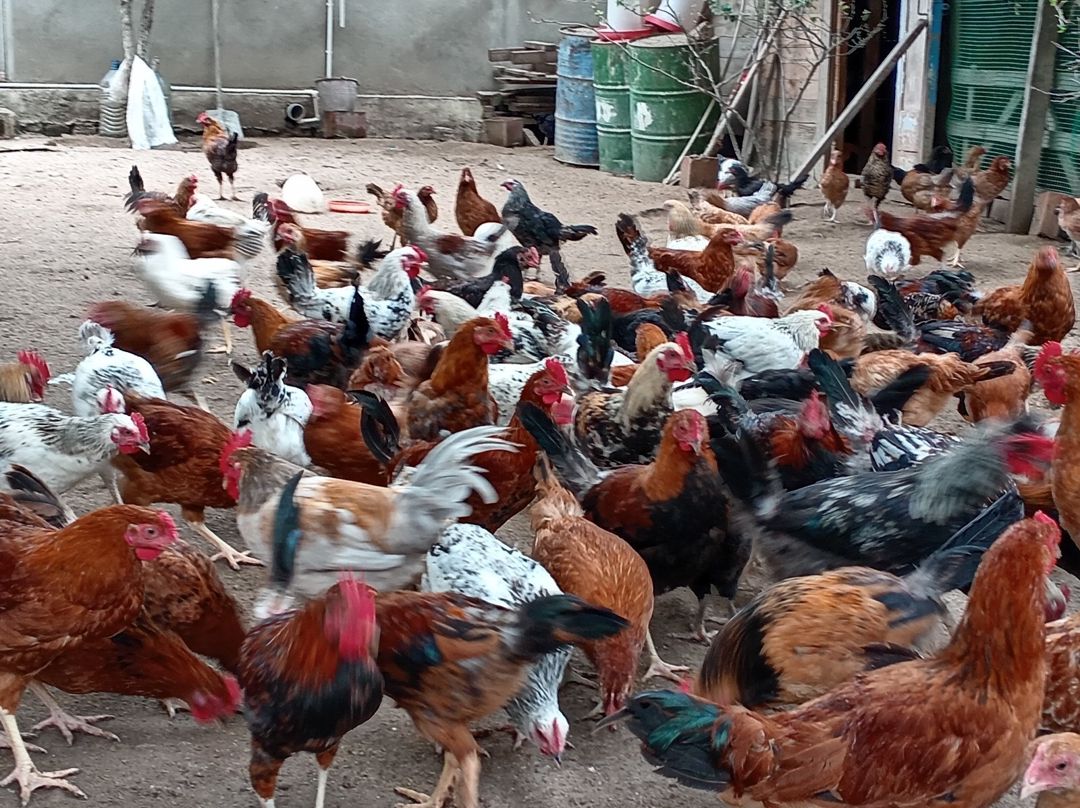 Xoruzlar — Quşlar, Bakı (8)