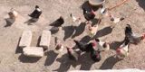 Toyuq, Yumurtalıq — Chickens and roosters