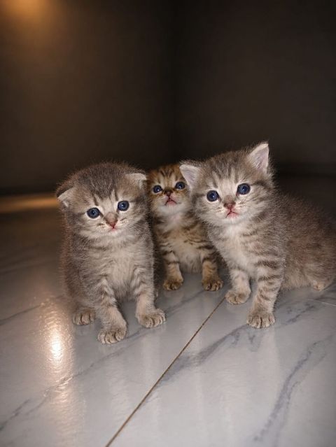 Britan, Yaxşı əllərə — Bakı