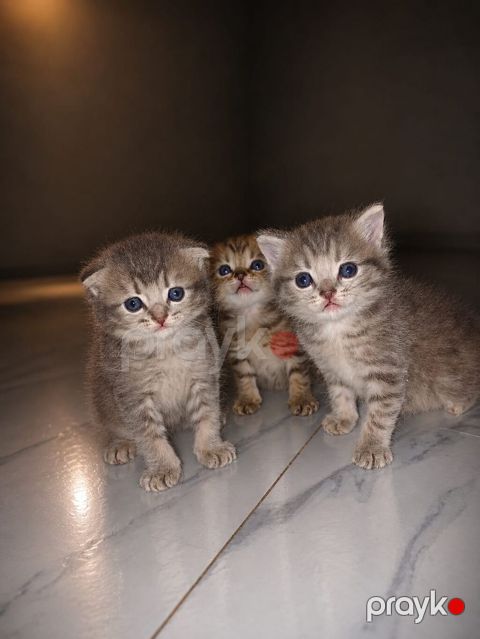 Britan, Yaxşı əllərə — Bakı