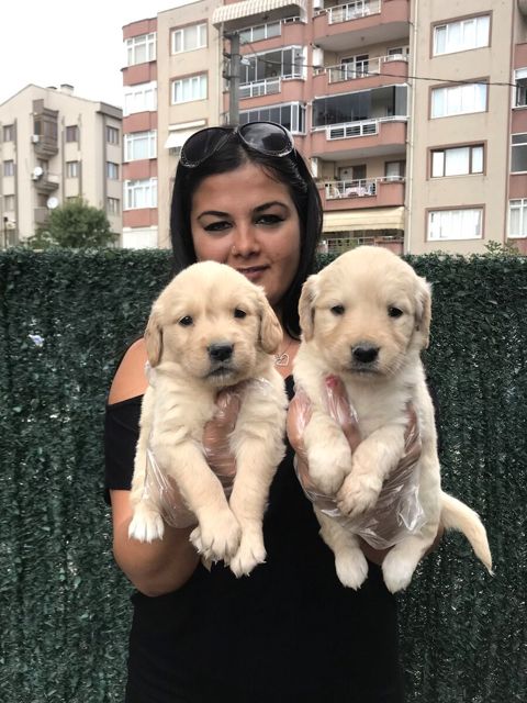 Golden Retriver — Bakı