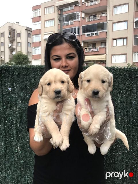 Golden Retriver — Bakı
