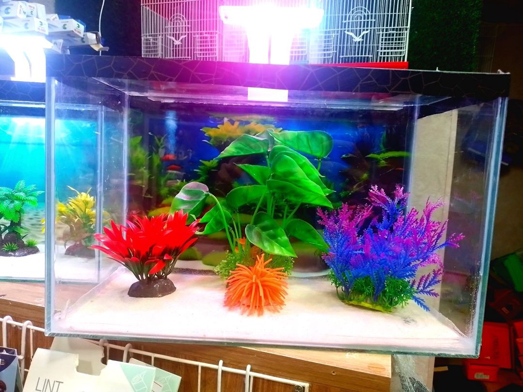Akvarium — Akvariumlar və balıqlar, Bakı (5)