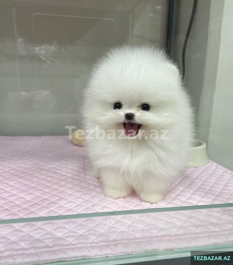 Pomerian Spitz balasi mini 2 ay — Bakı