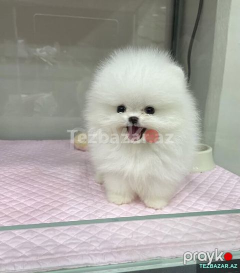 Pomerian Spitz balasi mini 2 ay — Bakı