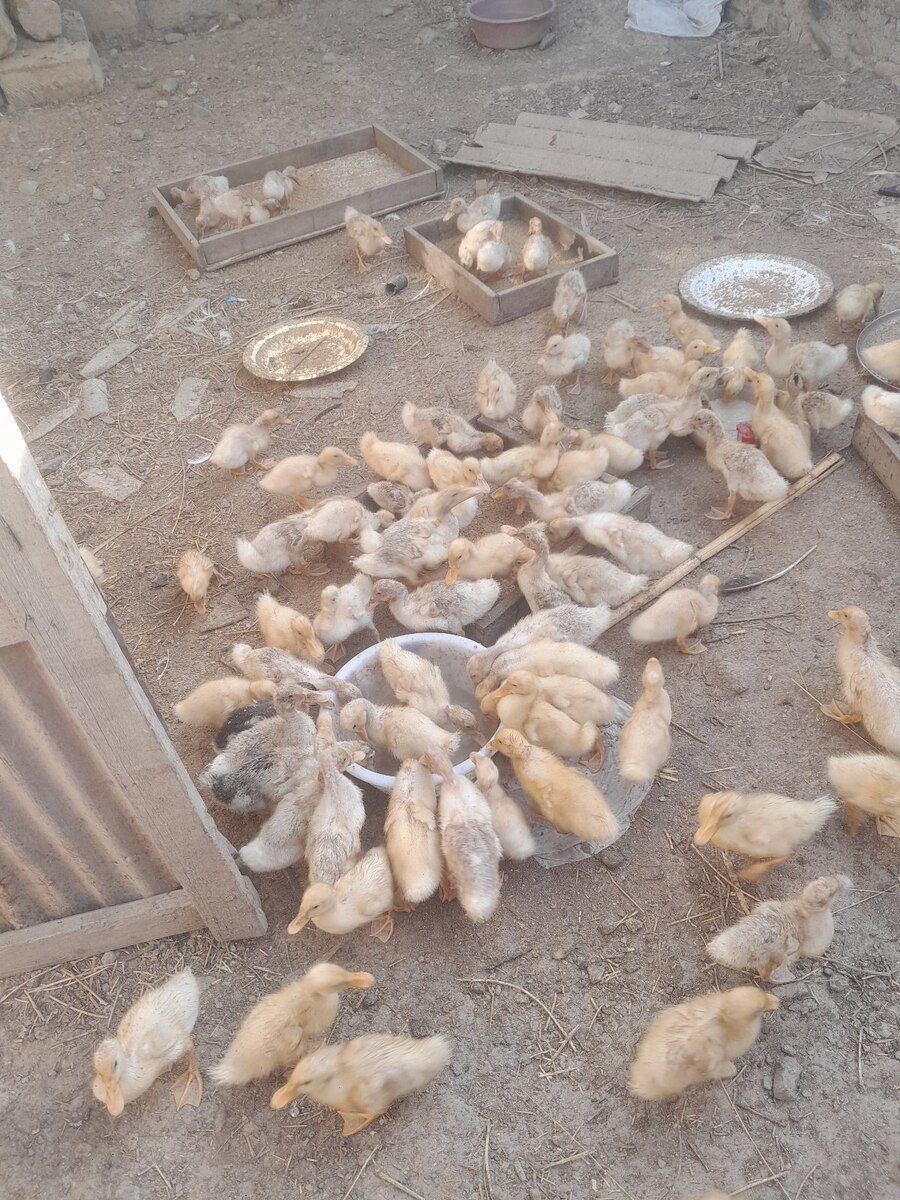 Pekin cücəsi — Quşlar, Gəncə (3)