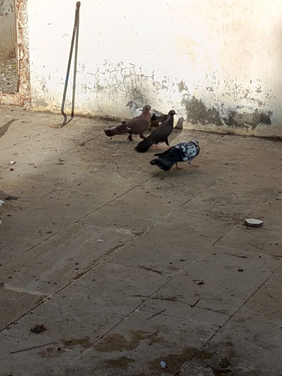 Göyərçin — Quşlar, Bakı (2)