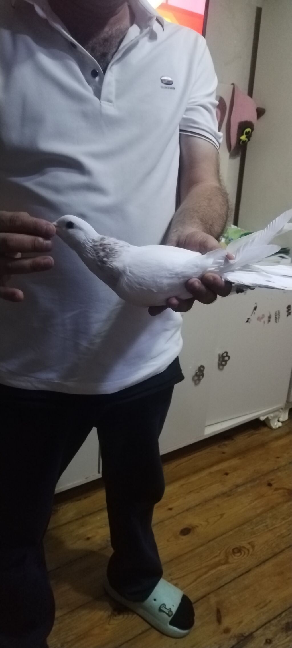 Ebres boyun erkeydi qozğin erkeydi qiymet 20 manat unvan gence — Göyərçin, Gəncə (3)