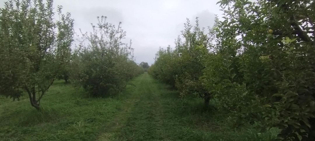 Satılır torpaq 115 sot — Torpaq, Quba (12)