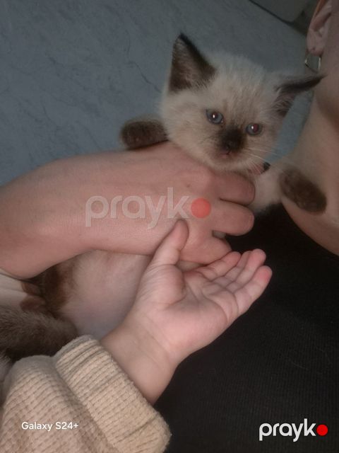 Pers pişikləri — Sumqayıt