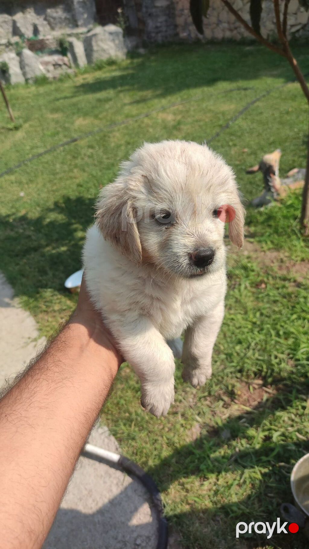 Retriever, 1 ay — Köpəklər, Gəncə (3)