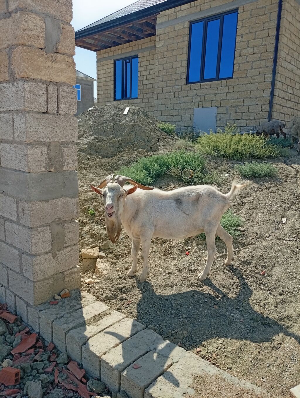 19 aylık saf kan tam aktif macar sanen tekesi ayrı söze ihtiyaç — Kənd təsərrüfatı heyvanları, Pirəkəşkül (4)