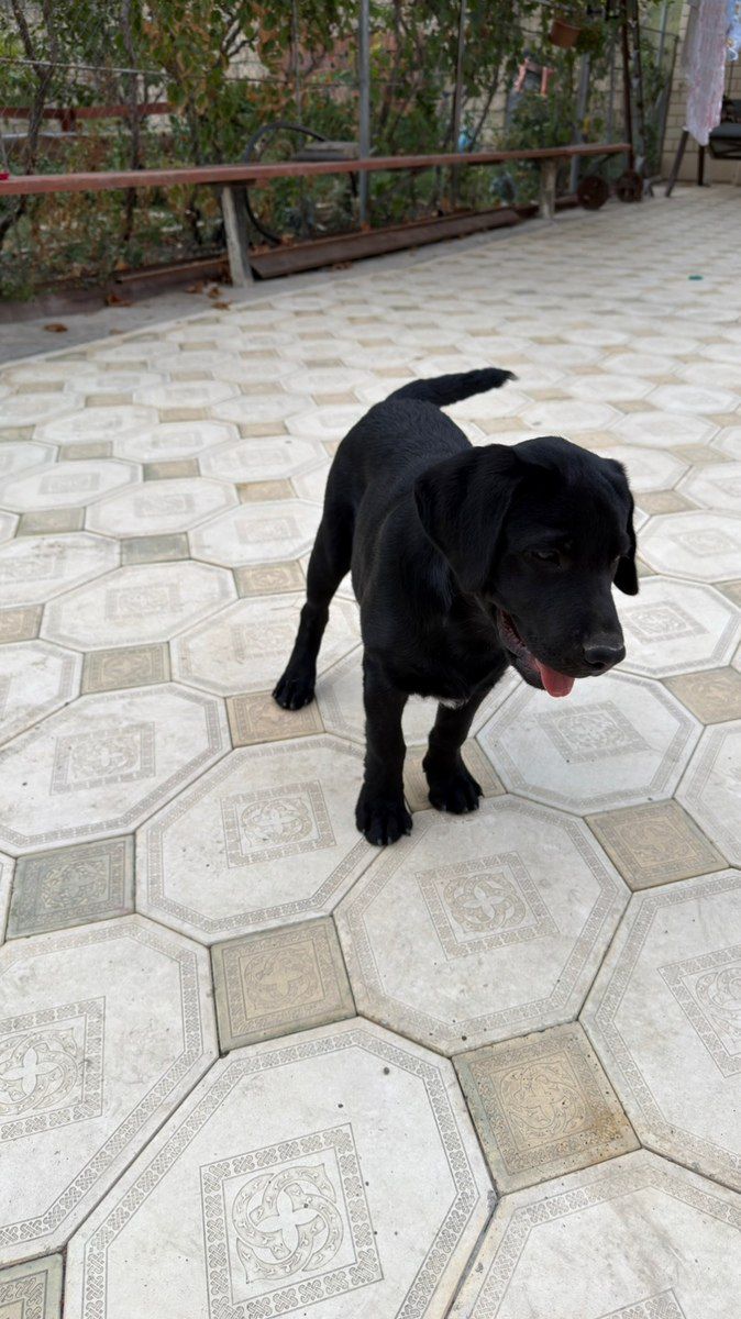 Labrador Retriver — Köpəklər, Mingəçevir (3)
