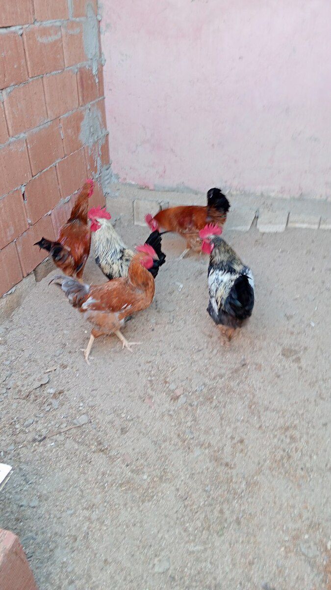 Xoruzlar — Quşlar, Sumqayıt (3)