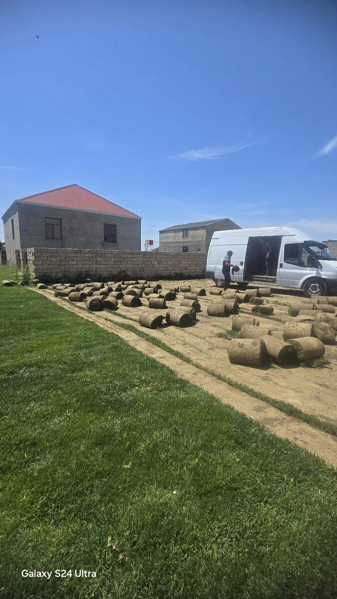 Qazon — Bitkilər, Bakı (7)