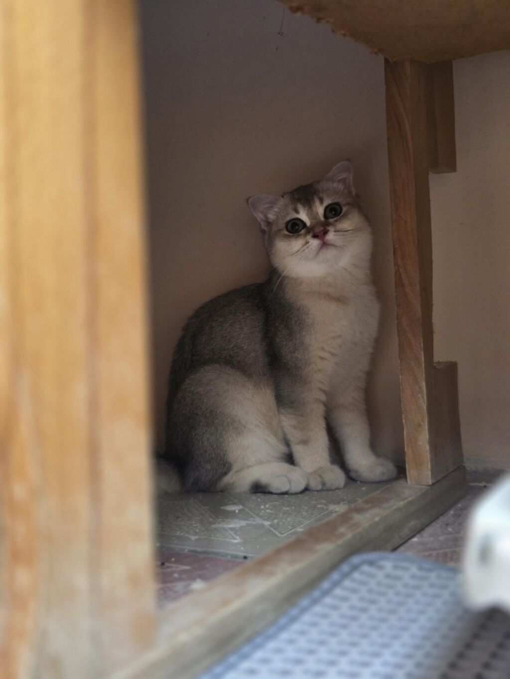 Britan, Dişi, Yaxşı əllərə, Pulsuz çatdırılma — Pişiklər, Bakı