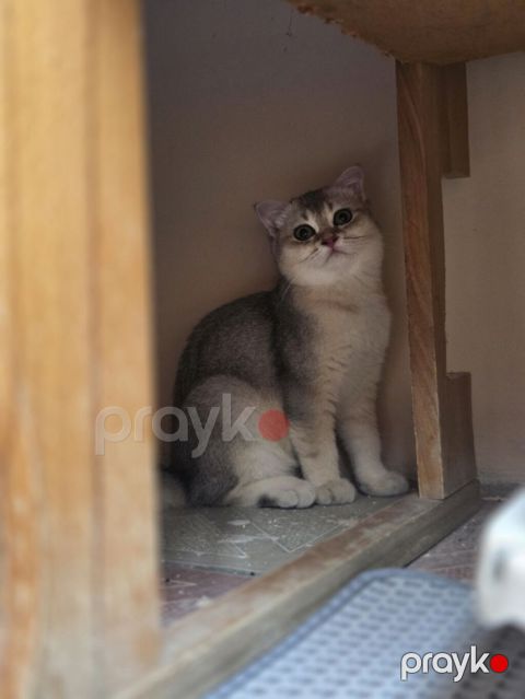 Britan, Dişi, Yaxşı əllərə, Pulsuz çatdırılma — Bakı
