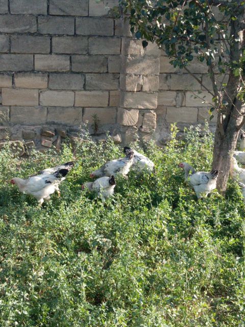 Toyuq, Ətlik — Bakı