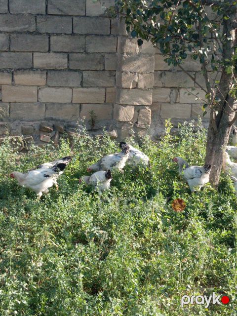 Toyuq, Ətlik — Bakı