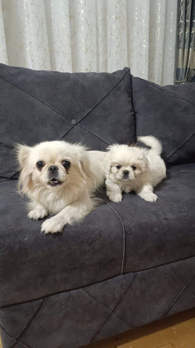 Pekines — Köpəklər, Bakı (2)
