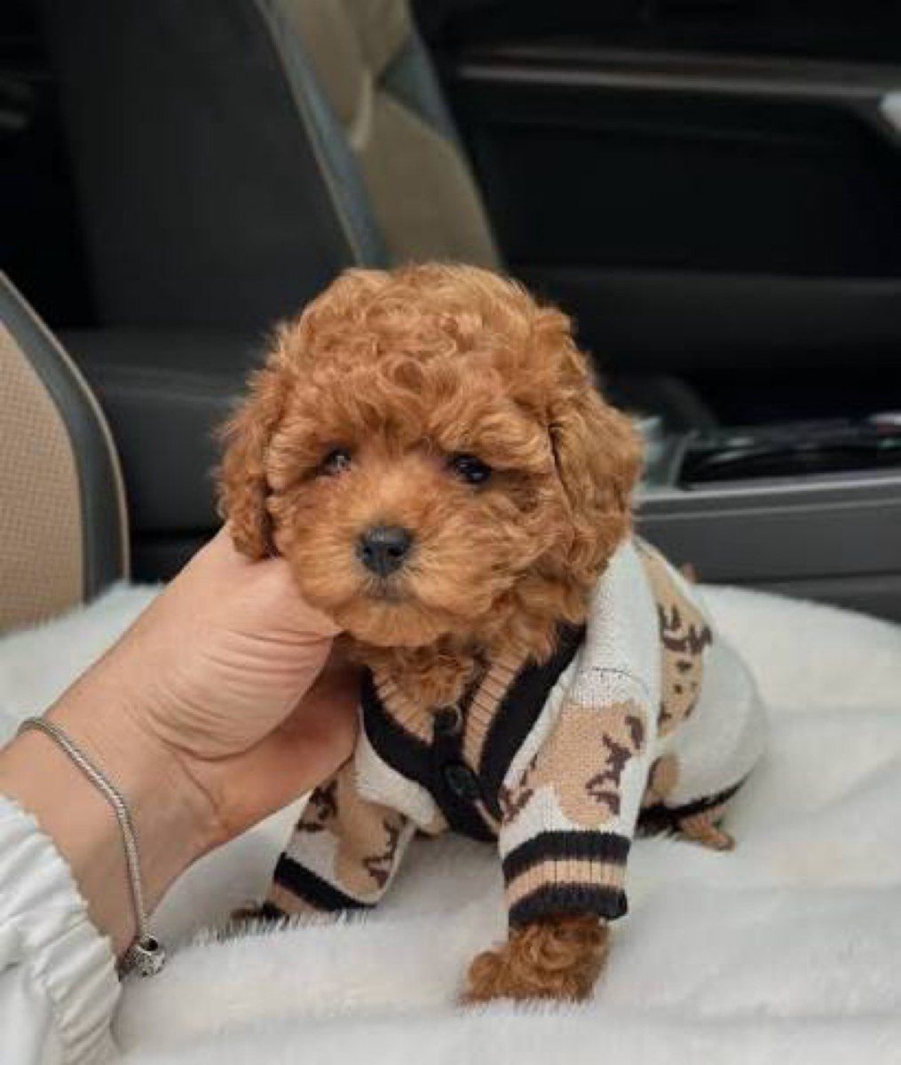 Micro Toy Poodle balaları — Köpəklər, Bakı