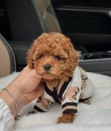 Micro Toy Poodle balaları — Murad — İtlər