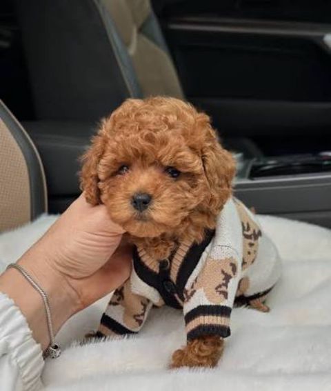 Micro Toy Poodle balaları — Bakı