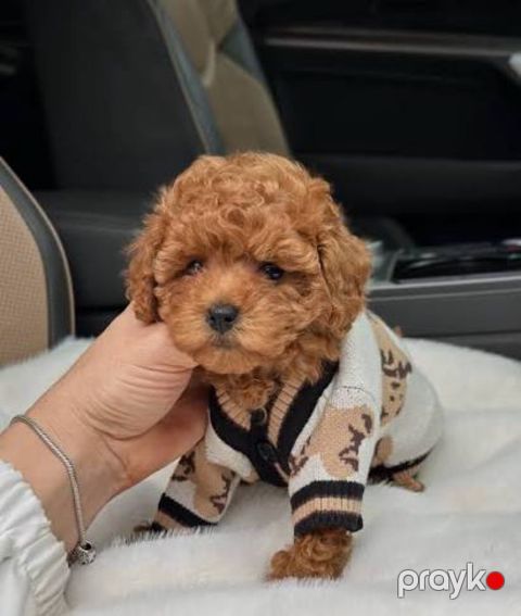 Micro Toy Poodle balaları — Bakı