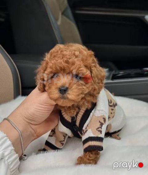 Micro Toy Poodle balaları — Bakı