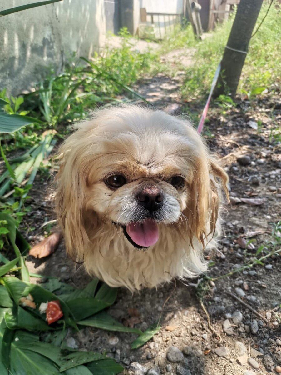 Pekines — Köpəklər, Şəki (2)
