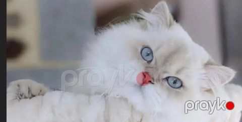 Şotland pişiyi (cütləşdirmək üçün) — Xırdalan