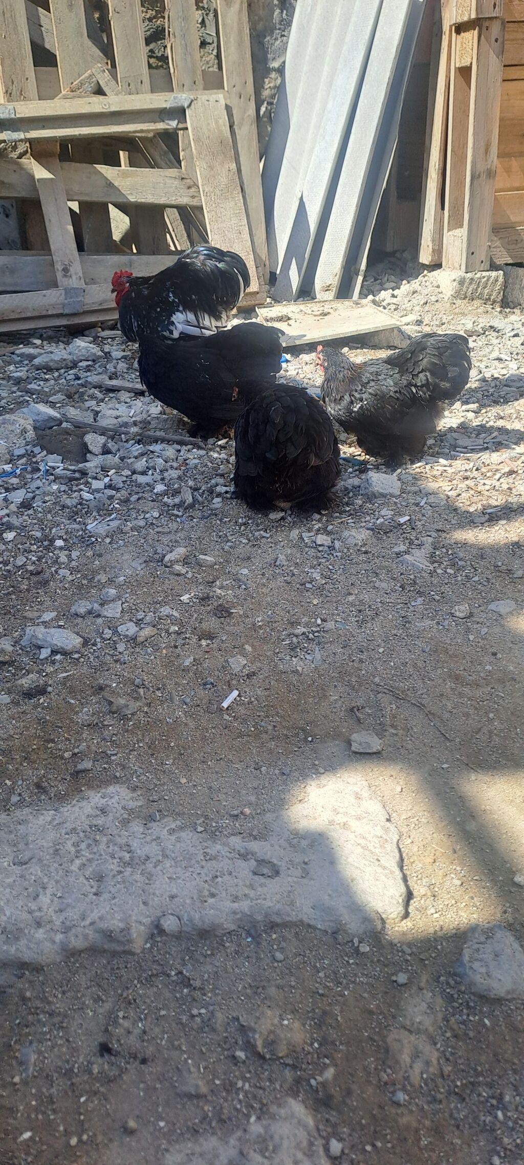 Toyuq, Damazlıq — Toyuq və xoruz, Bakı (8)