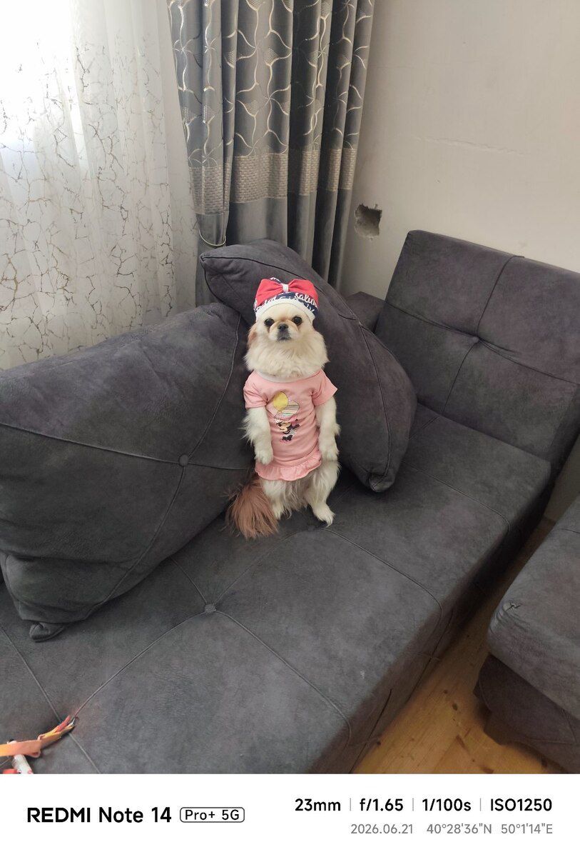 Pekines — Köpəklər, Bakı (12)