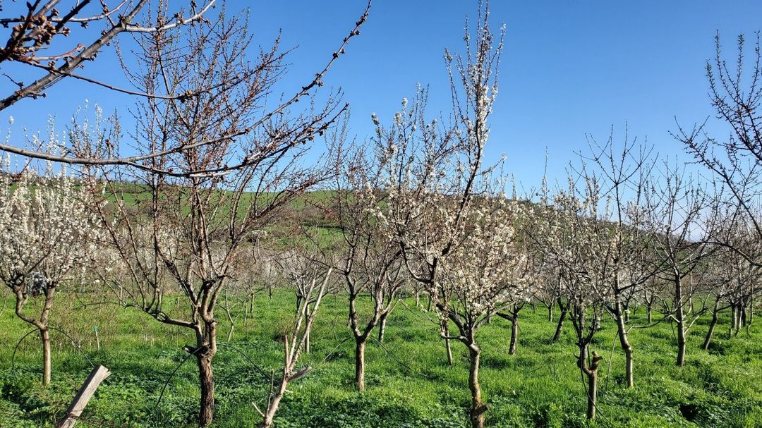 Bağ evi, Şabran r — Ev, villa, Şabran (10)