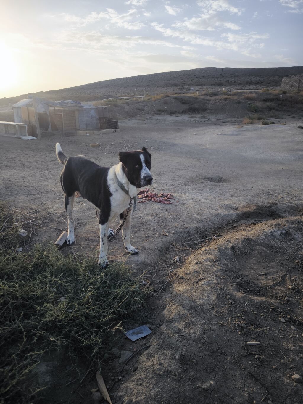 It.3yaşı.var.xloka 80. çəki bilmirəm.çəjməmş. barter.var — Köpəklər, Güzdək (4)
