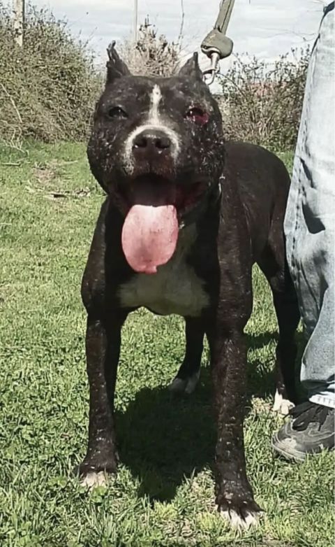 Pitbul, 6 il, Erkək — Ağstafa