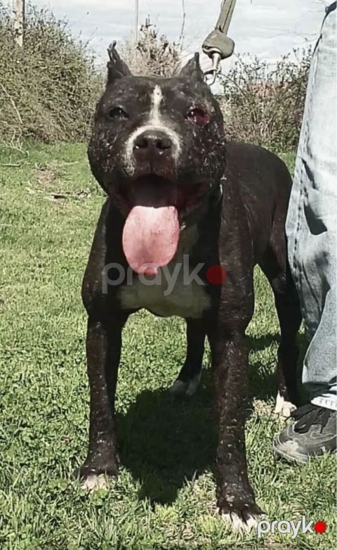 Pitbul, 6 il, Erkək — Ağstafa