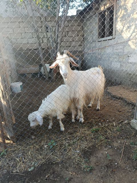 Çəpiş erkəkdi.Anası 4doğardı — Digah