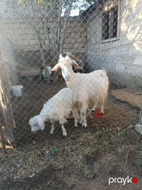 Çəpiş erkəkdi.Anası 4doğardı — Digah