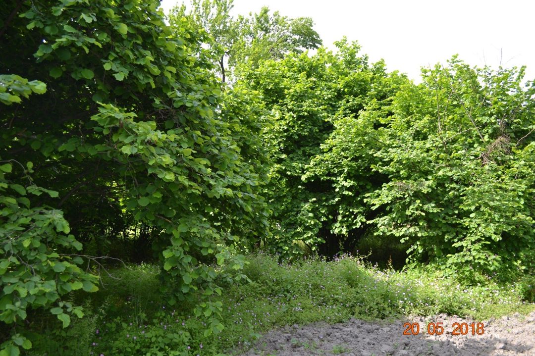 Satılır 4 otaqlı həyət evi/bağ evi 120 m² — Ev, villa, Oğuz (4)
