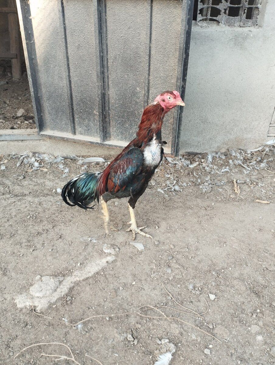 Heyratı — Quşlar, Bakı (7)