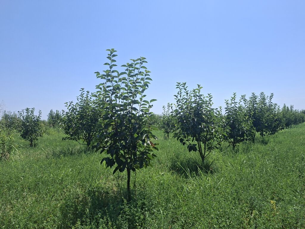 Kənd təsərrüfatı — Torpaq, Göyçay (2)